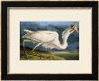 Great White Heron From Birds Of America by John James Audubon Limited Edition Print