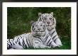 White Phase Of The Bengal Tiger by Adam Jones Limited Edition Print