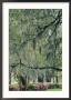Live Oak Tree, Savannah, Georgia, Usa by Adam Jones Limited Edition Pricing Art Print