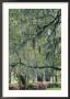 Live Oak Tree, Savannah, Georgia, Usa by Adam Jones Limited Edition Print