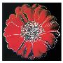 Flower For Tacoma Dome, C.1982 (Black And Red) by Andy Warhol Limited Edition Print