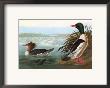 Common Merganser by John James Audubon Limited Edition Print