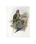 Tenimber Parrot by John Gould Limited Edition Print