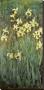Iris Jaune by Claude Monet Limited Edition Print