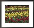 Red And Yellow Tulips, Frankfurt, Kentucky, Usa by Adam Jones Limited Edition Print