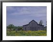 Rustic Barn And Field Of Buttercups, Near Dawson Springs, Kentucky, Usa by Adam Jones Limited Edition Print