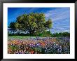 Live Oak, Paintbrush, And Bluebonnets In Texas Hill Country, Usa by Adam Jones Limited Edition Pricing Art Print
