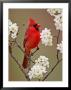 Male Northern Cardinal Among Blossoms Of Pear Tree by Adam Jones Limited Edition Pricing Art Print