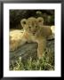 Lion, Panthera Leo 6 Week Old Cub Masai Mara, Kenya by Adam Jones Limited Edition Print