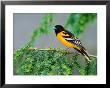 Male Baltimore Oriole by Adam Jones Limited Edition Print