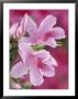 Azalea Blossom, Charleston, South Carolina, Usa by Adam Jones Limited Edition Print