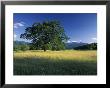 White Oak Tree In Grassy Field, Cades Cove, Great Smoky Mountains National Park, Tennessee, Usa by Adam Jones Limited Edition Pricing Art Print