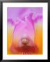 Hybrid Orchid by Adam Jones Limited Edition Pricing Art Print