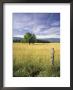 Tree In Grassy Field, Cades Cove, Great Smoky Mountains National Park, Tennessee, Usa by Adam Jones Limited Edition Print