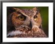 Great Horned Owl by Adam Jones Limited Edition Print