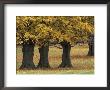 Maple Trees In Autumn, Kentucky, Usa by Adam Jones Limited Edition Print