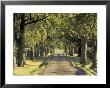 Tree-Lined Driveway, Bluegrass Region, Lexington, Kentucky, Usa by Adam Jones Limited Edition Print
