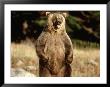 Grizzly Bear Standing In Field by Guy Crittenden Limited Edition Pricing Art Print