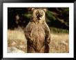 Grizzly Bear Standing In Field by Guy Crittenden Limited Edition Print