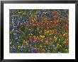 Texas Paintbrush And Bluebonnets With Low Bladderpod, Hill Country, Texas, Usa by Adam Jones Limited Edition Print