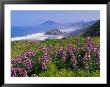 Lupine Flowers And Rugged Coastline Along Southern Oregon, Usa by Adam Jones Limited Edition Print