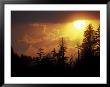 Mountain-Top Trees Silhouetted At Sunset, Great Smoky Mountains National Park, Tennessee, Usa by Adam Jones Limited Edition Print