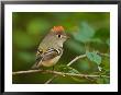 Male Ruby-Crowned Kinglet by Adam Jones Limited Edition Print