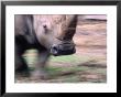 White Rhino (Ceratotherium Simum) At Western Plains Zoo, Dubbo, Australia by Dennis Jones Limited Edition Pricing Art Print
