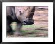 White Rhino (Ceratotherium Simum) At Western Plains Zoo, Dubbo, Australia by Dennis Jones Limited Edition Print