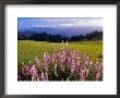 Blue-Pod Lupine In Bloom, Oregon, Usa by Adam Jones Limited Edition Pricing Art Print