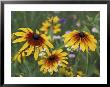Gloriosa Daisy, Oldham County, Kentucky, Usa by Adam Jones Limited Edition Print