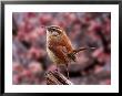 Carolina Wren by Adam Jones Limited Edition Print