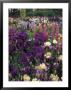 Iris Garden, Salem, Oregon, Usa by Adam Jones Limited Edition Pricing Art Print