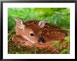 White-Tailed Deer Baby, Kentucky by Adam Jones Limited Edition Pricing Art Print