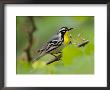 Male Yellow-Throated Warbler by Adam Jones Limited Edition Pricing Art Print