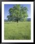 Bur Oak In Grassy Field, Great Smoky Mountains National Park, Tennessee, Usa by Adam Jones Limited Edition Print
