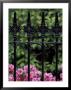 Wrought Iron Gate With Azaleas, Charleston, South Carolina, Usa by Adam Jones Limited Edition Pricing Art Print