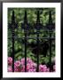 Wrought Iron Gate With Azaleas, Charleston, South Carolina, Usa by Adam Jones Limited Edition Pricing Art Print
