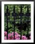 Wrought Iron Gate With Azaleas, Charleston, South Carolina, Usa by Adam Jones Limited Edition Print