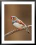 Zebra Finch by Adam Jones Limited Edition Print