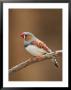 Zebra Finch by Adam Jones Limited Edition Print