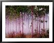 Mist Among Pine Trees At Sunrise, Everglades National Park, Florida, Usa by Adam Jones Limited Edition Print