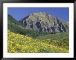 Mountain Sunflowers, Gunnison National Forest, Colorado, Usa by Adam Jones Limited Edition Print