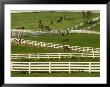 Thoroughbred Horses, Kentucky Horse Park, Lexington, Kentucky, Usa by Adam Jones Limited Edition Print