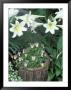 Horned Violet And Easter Lily by Adam Jones Limited Edition Pricing Art Print