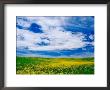 Field Of Canola Or Mustard Flowers, Palouse Region, Washington, Usa by Adam Jones Limited Edition Print