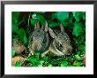 Baby Eastern Cottontail by Adam Jones Limited Edition Print