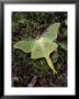 Male Luna Moth by Adam Jones Limited Edition Pricing Art Print