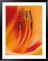 Hybrid Daylily by Adam Jones Limited Edition Print