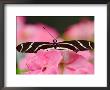 Zebra Longwing by Adam Jones Limited Edition Print